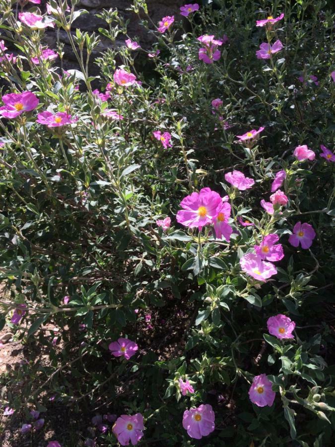 Saint-Pierre-de-VassolsLe Mazet Des Joncs En Provence别墅 外观 照片