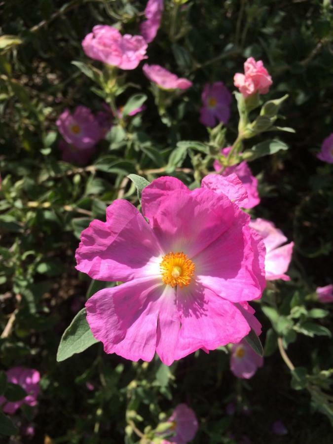Saint-Pierre-de-VassolsLe Mazet Des Joncs En Provence别墅 外观 照片